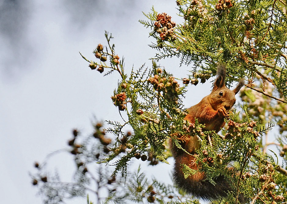 Veverice, Futoški park