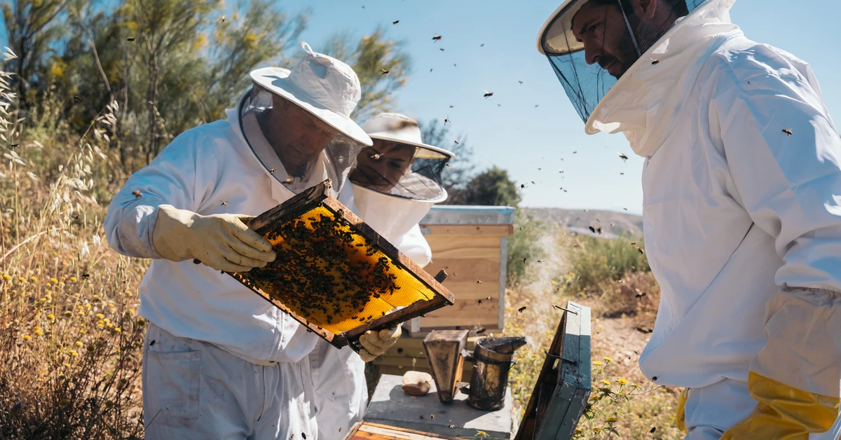 Fale upałów kontra pszczoły miodne. Dlaczego ekstremalne temperatury zagrażają zapylaczom