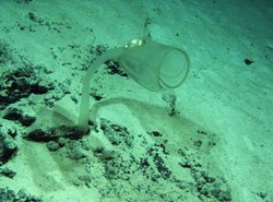 Nowy potwór morski odkryty w Australii