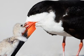 CUTE BABY BIRD HUGS MUM / CUTE BABY BIRD HUGS MUM /1460516