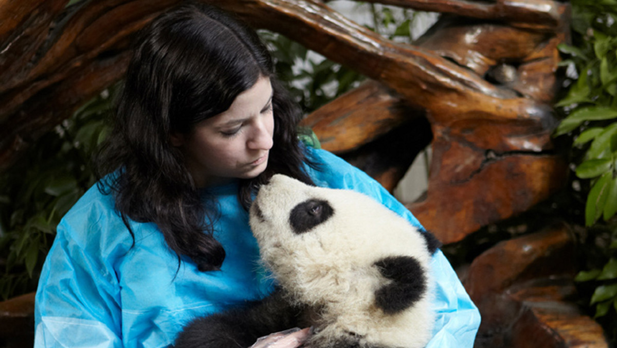 Ośrodek badań nad rozrodem pandy wielkiej w chińskim Chengdu (Chengdu Research Base of Giant Panda Breeding, Chengdu Panda Base) poszukuje trzech kolejnych pambassadorów - miłośników pand wielkich, których zadaniem będzie edukacja i zwiększenie świadomości społecznej dotyczącej ochrony pand wielkich.