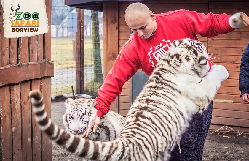 Artur Szpilka i Andrzej Wawrzyk bawili się z tygrysami