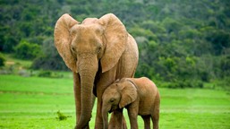 antykoncepcja i kastracja wydłużają życie u ssaków. naukowcy znaleźli