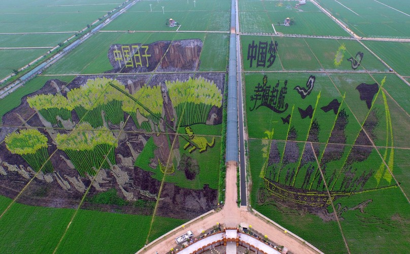 Tworzenie takich przedziwnych wzorów na polach należy do tradycji tego regionu.