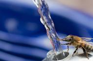 Bee Stops For Drink At Water Fountain