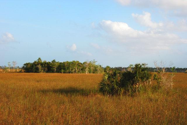 Galeria USA - Park Narodowy Everglades, obrazek 4