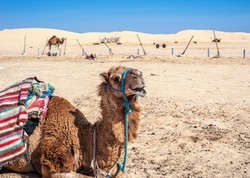 WHO: Dwie ofiary śmiertelne "wielbłądziej grypy". Wywołuje ją koronawirus