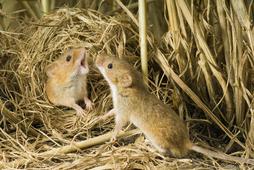 HARVEST MOUSE (OLD WORLD)