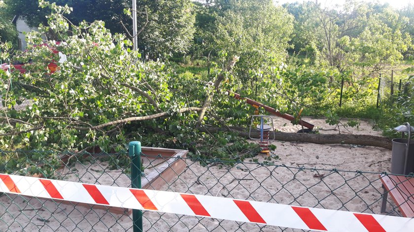 Tragedia na placu zabaw. Drzewo runęło na dzieci