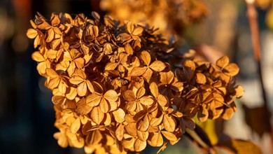 Czy suche kwiaty hortensji się obcina jesienią? Kiedy obcinać suche kwiaty hortensji bukietowej i ogrodowej?