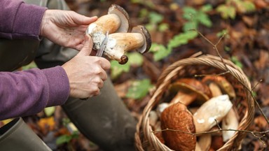 Jak odróżnić szatana od prawdziwka? Zwróć uwagę na ten szczegół