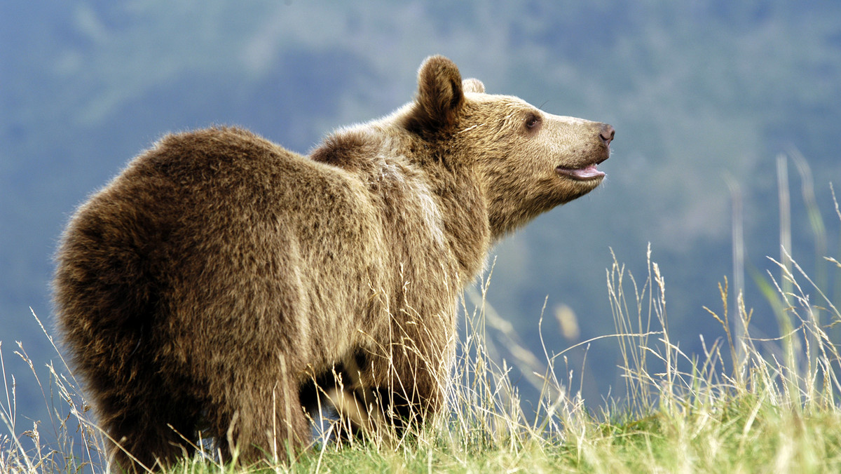 W ramach projektu prowadzonego przez WWF Polska, pierwszy z sześciu bieszczadzkich niedźwiedzi został wyposażony w obrożę telemetryczną. Przyrodnicy chcą lepiej poznać zwyczaje tych zwierząt - poinformował w poniedziałek Paweł Średziński z WWF Polska.