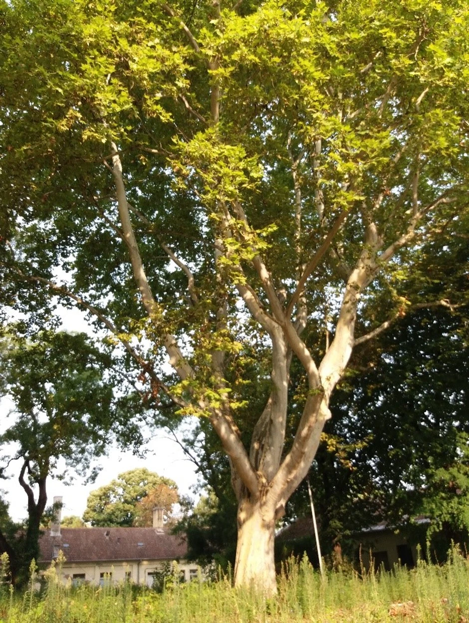 Javorolisni platan u Novom Sadu