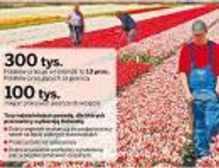 Polscy specjaliści wybierają Holandię