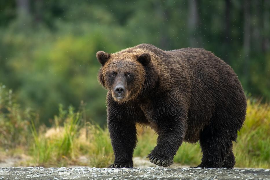 Medve támadhatott egy 37 éves férfire, akinek maradványait szétszórva találták meg Fotó: Northfoto