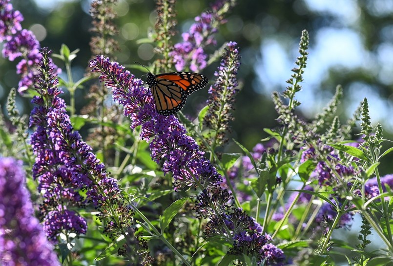 Kwiaty wabiące motyle: budleja Dawida
