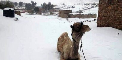 Śnieg w Egipcie!