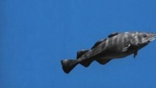 'Kultura karaoke' Dubravka Ugresić - recenzja