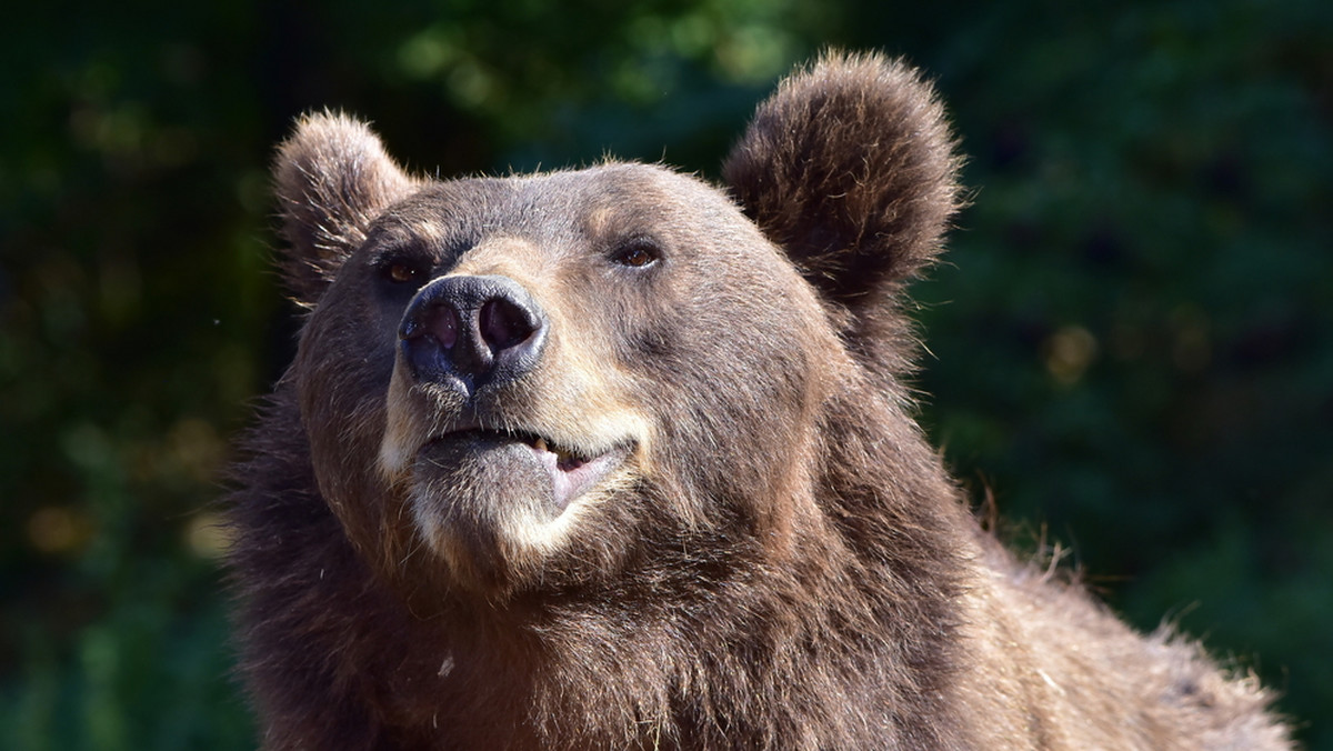 Leśniczy Kazimierz Nóżka pracuje w północno-zachodniej części Bieszczad. Do sieci w ubiegłych miesiącach trafiały jego filmy, na których leśniczy dokumentuje życie niedźwiedzi. Teraz internauci ponownie zachwycają się jego zachowaniem.
