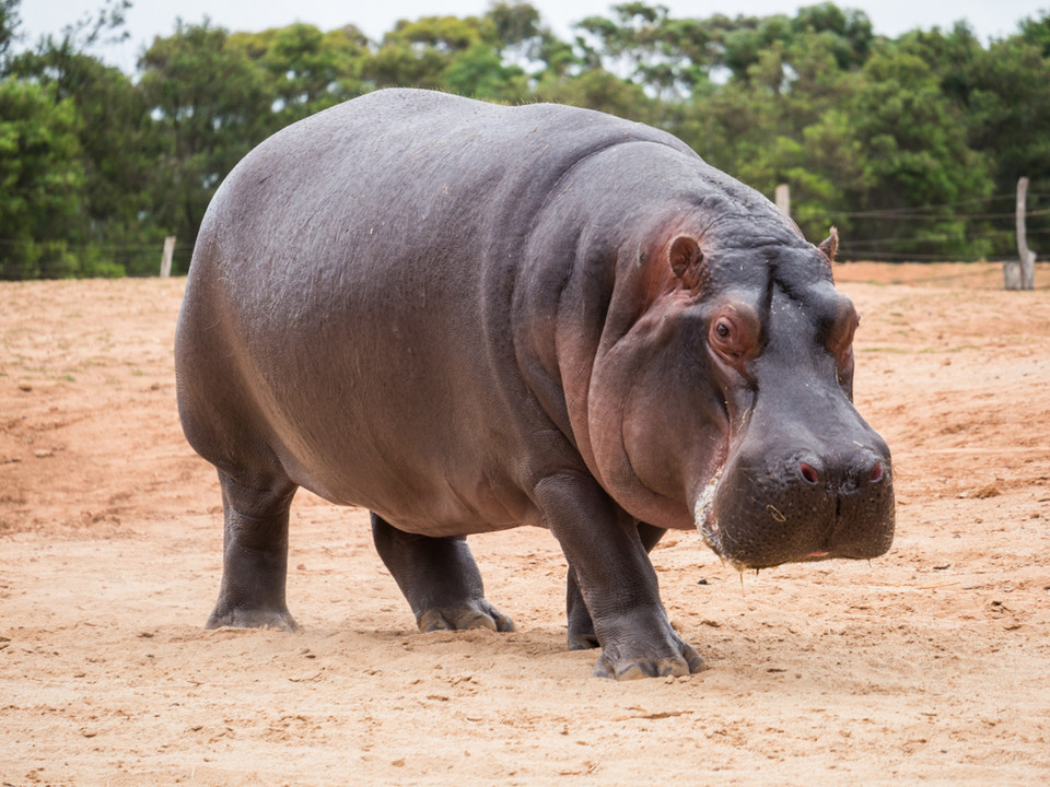 Hipopotam: 500 zgonów rocznie