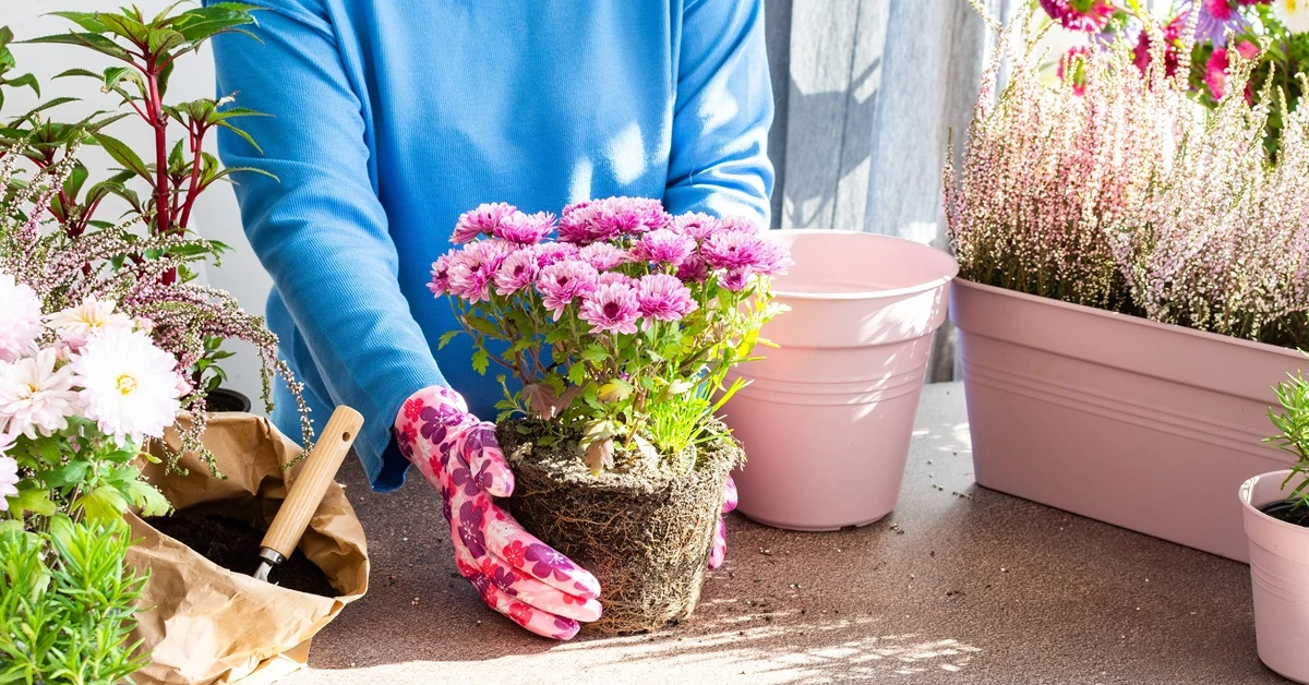 Nie wyrzucaj chryzantem po Wszystkich Świętych. Jak przechować je, aż do wiosny?