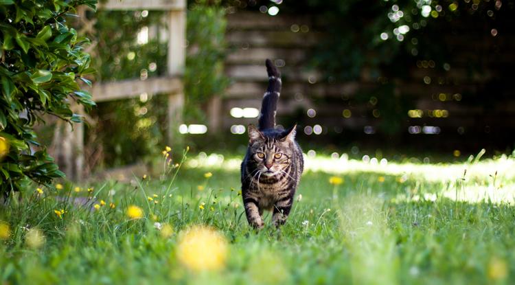 Így tartsd távol a szomszéd macskáját Fotó: Getty Images