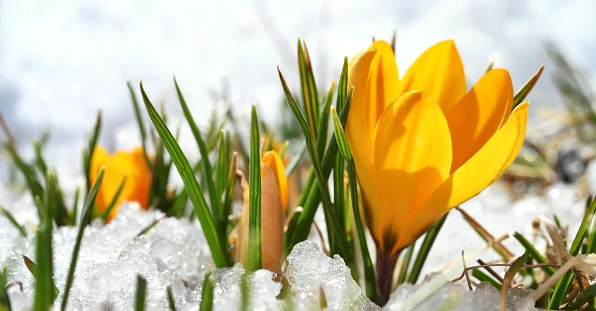 Pogoda długoterminowa na marzec. Polscy eksperci mówią jednym głosem. Fanom wiosny to się nie spodoba