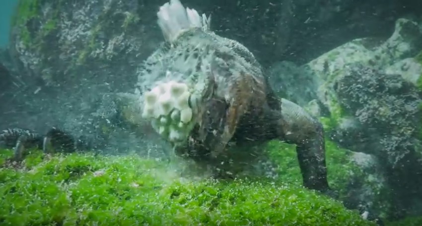 Morske iguane su biljojedi