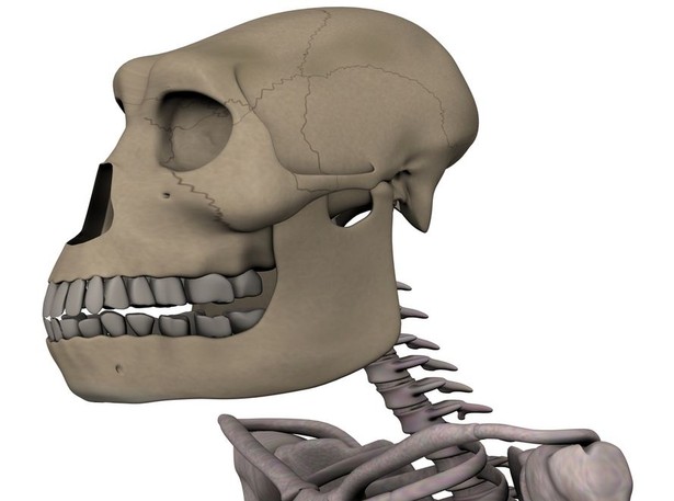 Australopitek chodził wyprostowany