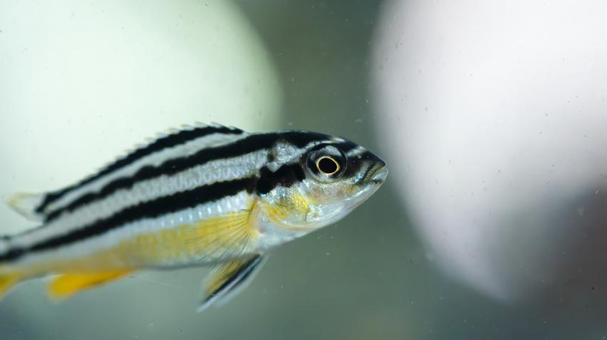 zebrahal gyulladást szabályozó molekula gyulladásgátló sérülések semmelweis