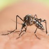 Tigrasti komarac - Aedes albopictus