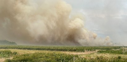 Wielki pożar na terenie Biebrzańskiego Parku Narodowego. Płoną hektary łąk