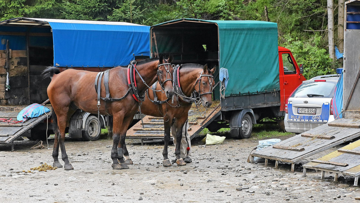 Górale zdecydowanie sprzeciwiają się pomysłom likwidacji konnego transportu w Tatrach. Po tym, jak w niedzielę na trasie prowadzącej do Morskiego Oka padł koń Jukon, na nowo rozgorzała dyskusja na temat likwidacji transportu konnego w tym rejonie Tatr. Pod internetową petycją skierowaną do władz Tatrzańskie Parku Narodowego podpisało się ponad 62 tysiące osób.