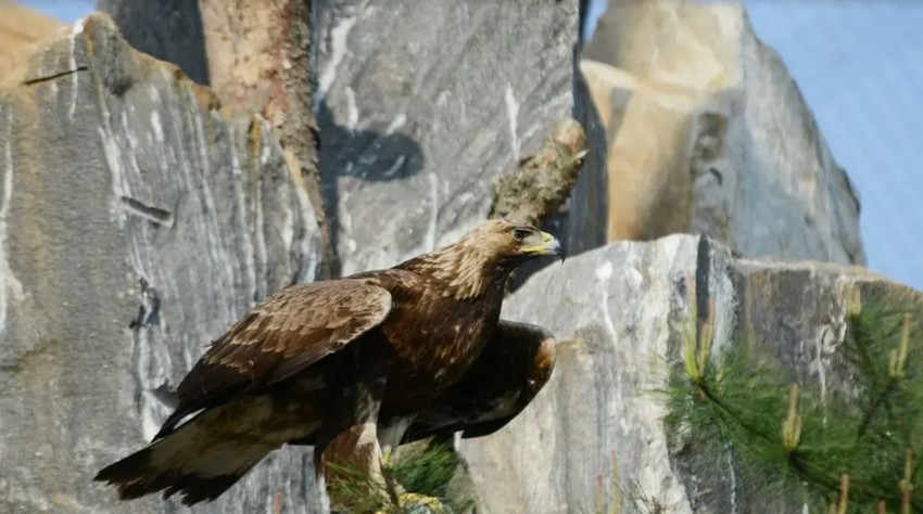 BBC | Foto: Google Arts & Culture/National Institute of Ecology