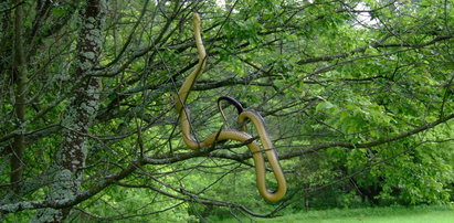 Przerażający widok w Bieszczadach. Na drzewie wił się gigantyczny wąż