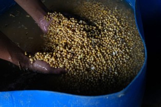 Chiny szykują się na wojnę handlową z Trumpem. Zaniepokojeni handlowcy masowo kontraktują kluczowe przyszłoroczne zbiory