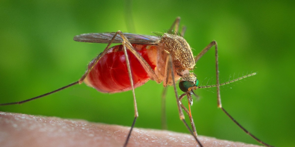 Tym zarażają komary. Nie tylko malaria