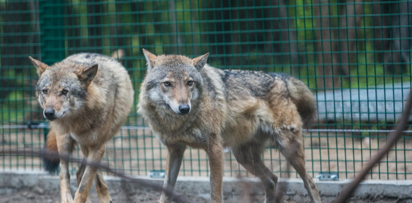 Wilki zamieszkały w zoo