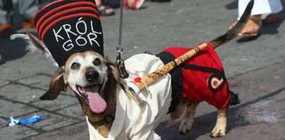 Jamniki opanowały krakowski Rynek. Zobacz Galerię z pupilami!