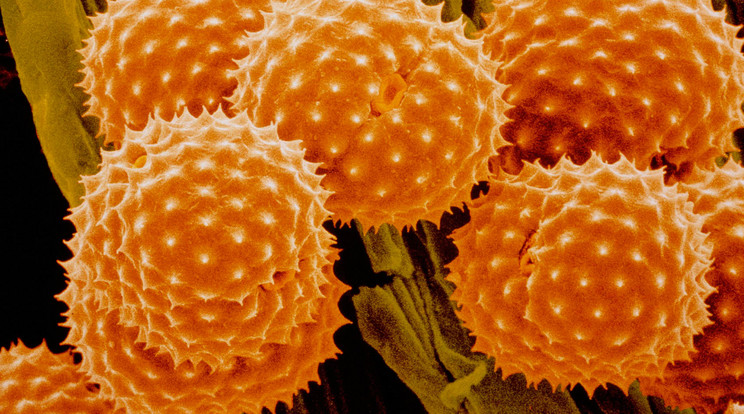 A parlagfű pollenje - állítólag nincs a készítményben / Fotó: Northfoto
