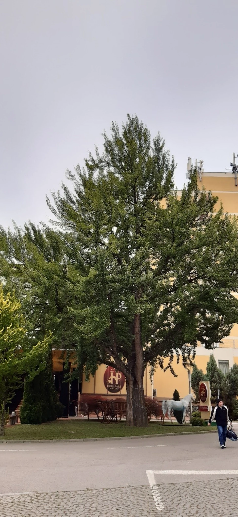 Ginko kod Hotela Park