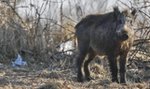 Osiedle oblężone przez dziki! Ludzie boją się wychodzić