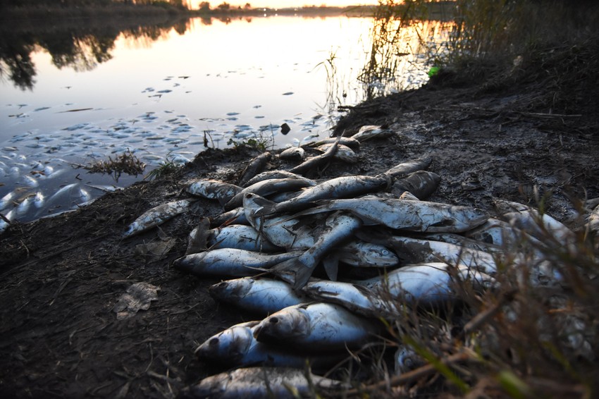 Postoje opravdane sumnje da je zagađena riba zavrišla na nelegalnim pijacama