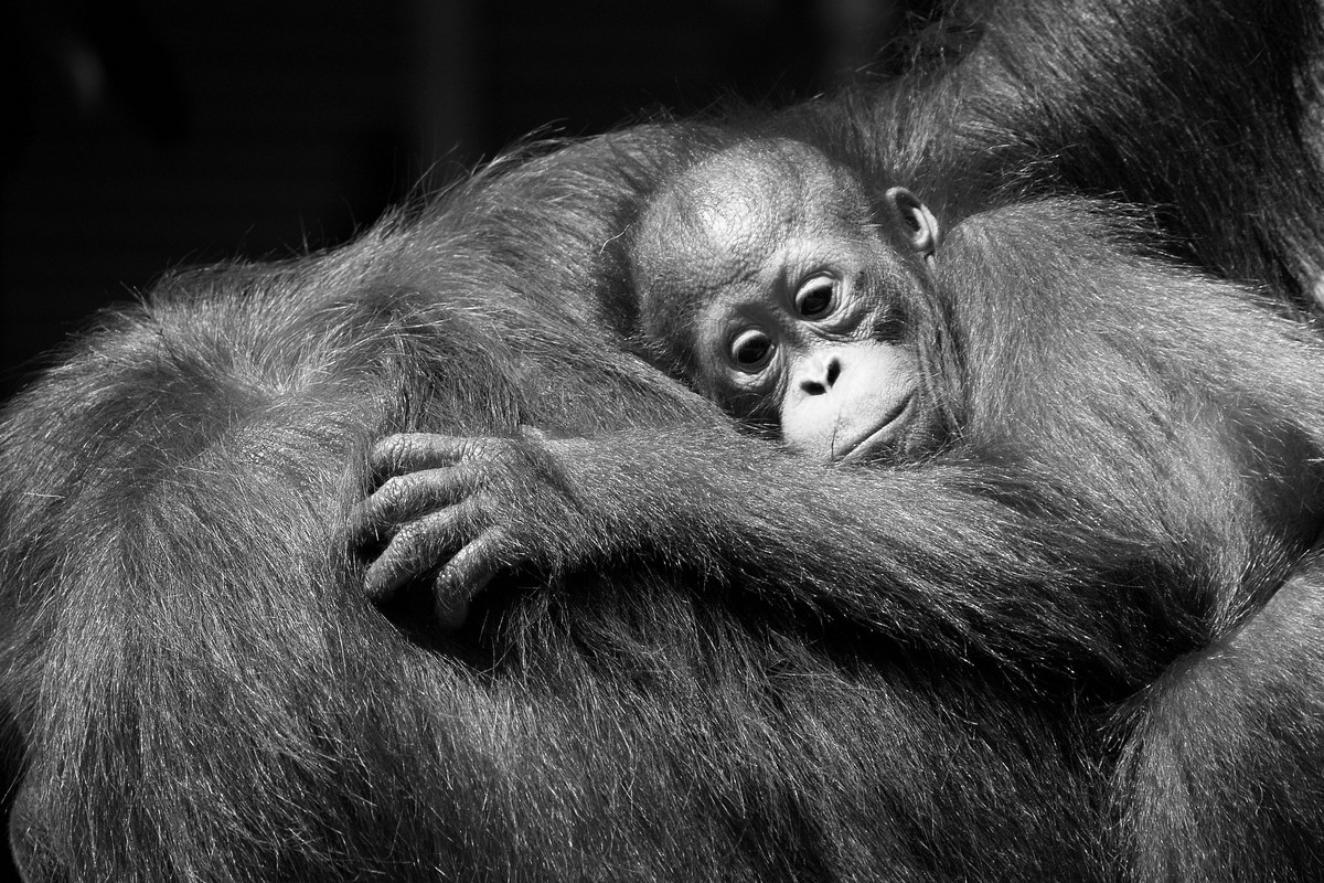 Orangutan z młodym