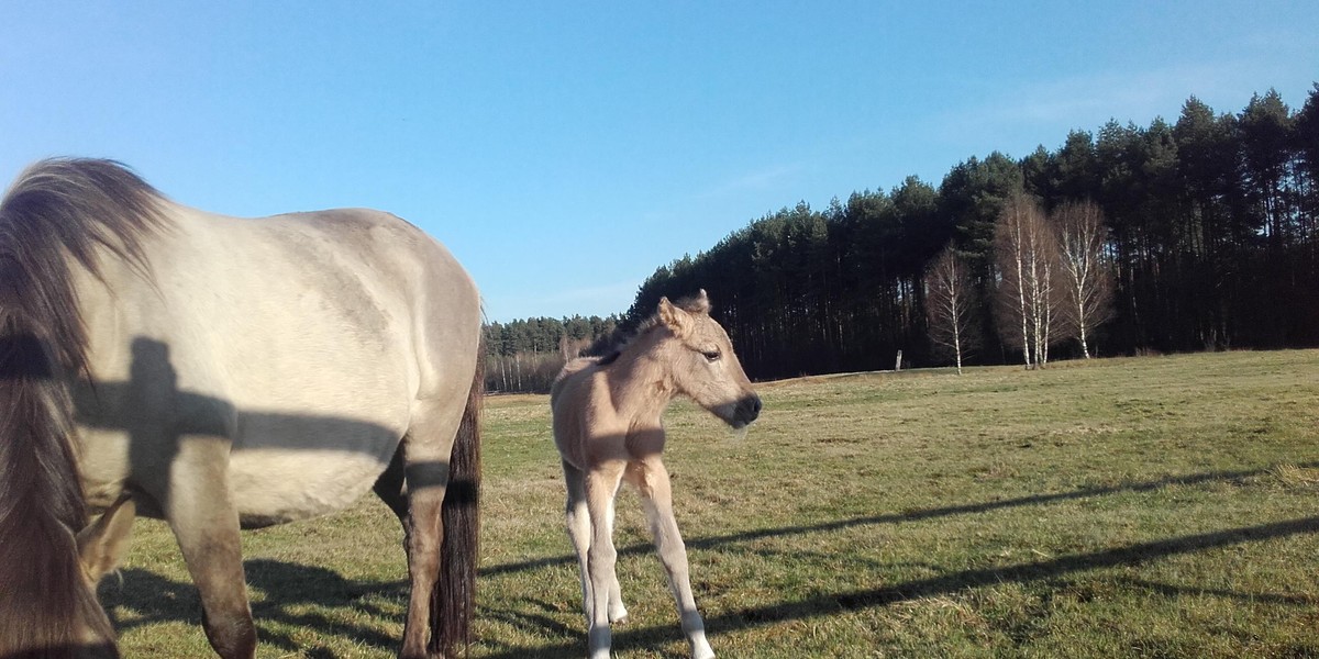 Konik polski w Nadleśnictwie Tuszyma