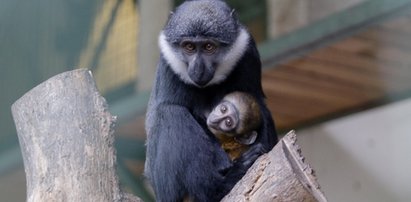 Ale słodziak! To nowy lokator wrocławskiego zoo