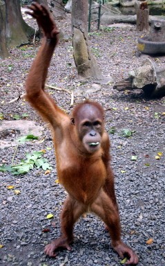 INDONESIA-WILDLIFE-ORANGUTAN-RATNA