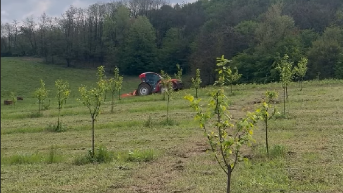 Glumac (44) zasadio 2.550 stabiljka šljiva, RAZVIO BIZNIS NA SELU i zgrće ozbiljnu lovu: 