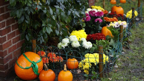 W tym roku miasto przyozdobi 400 dyń, które ważą łącznie 2 tony.