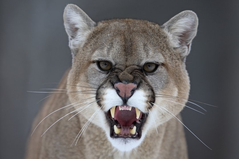 Puma znów atakuje stada. Puma pod Częstochową